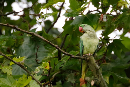 Alexandrine parakeet