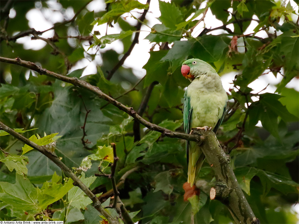 Alexandrine parakeet, Perruche alexandre, Alexandersittich, Psittacula eupatria. 