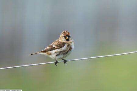 Lesser Redpoll