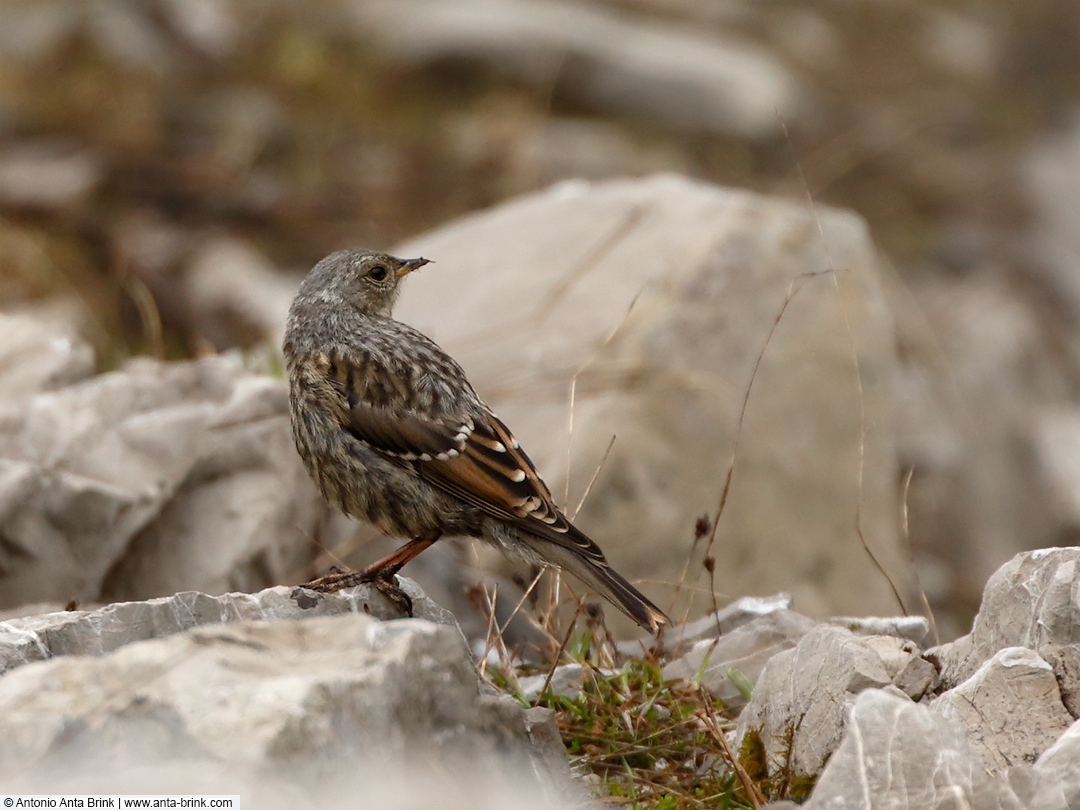 Alpine Accentor