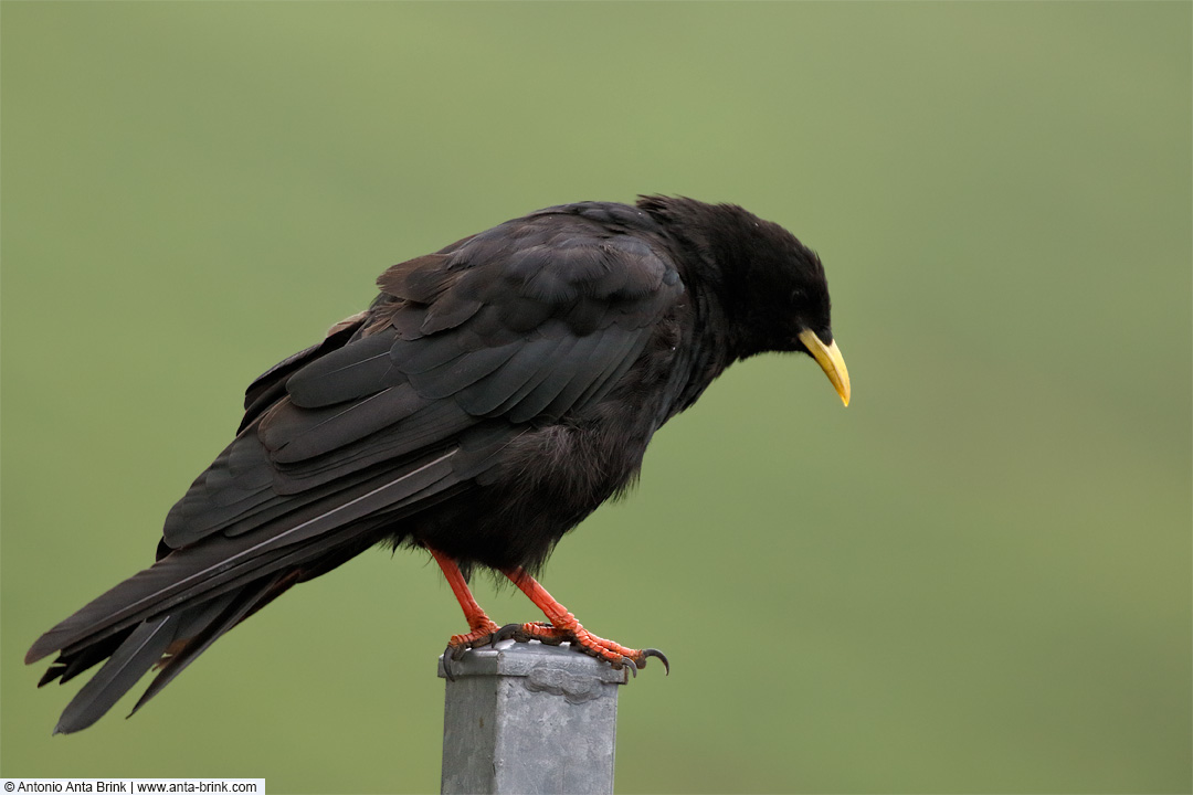 Alpine chough