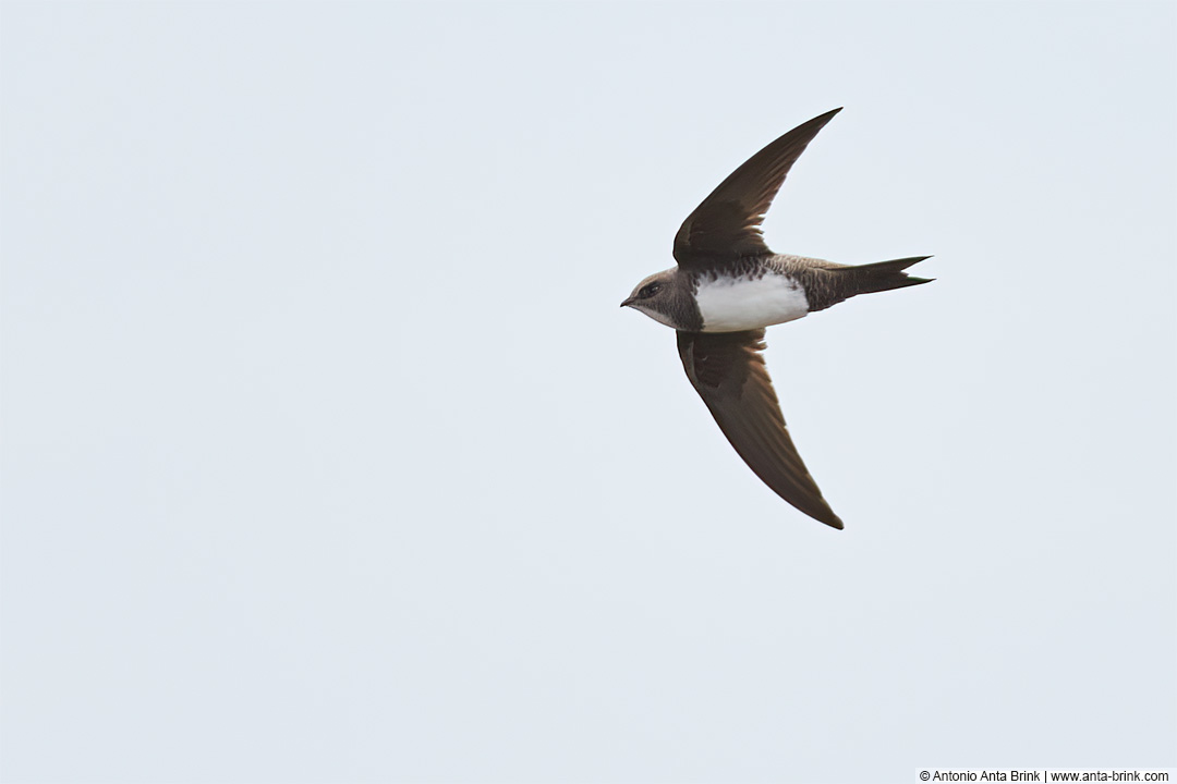 Alpensegler, Alpine Swift