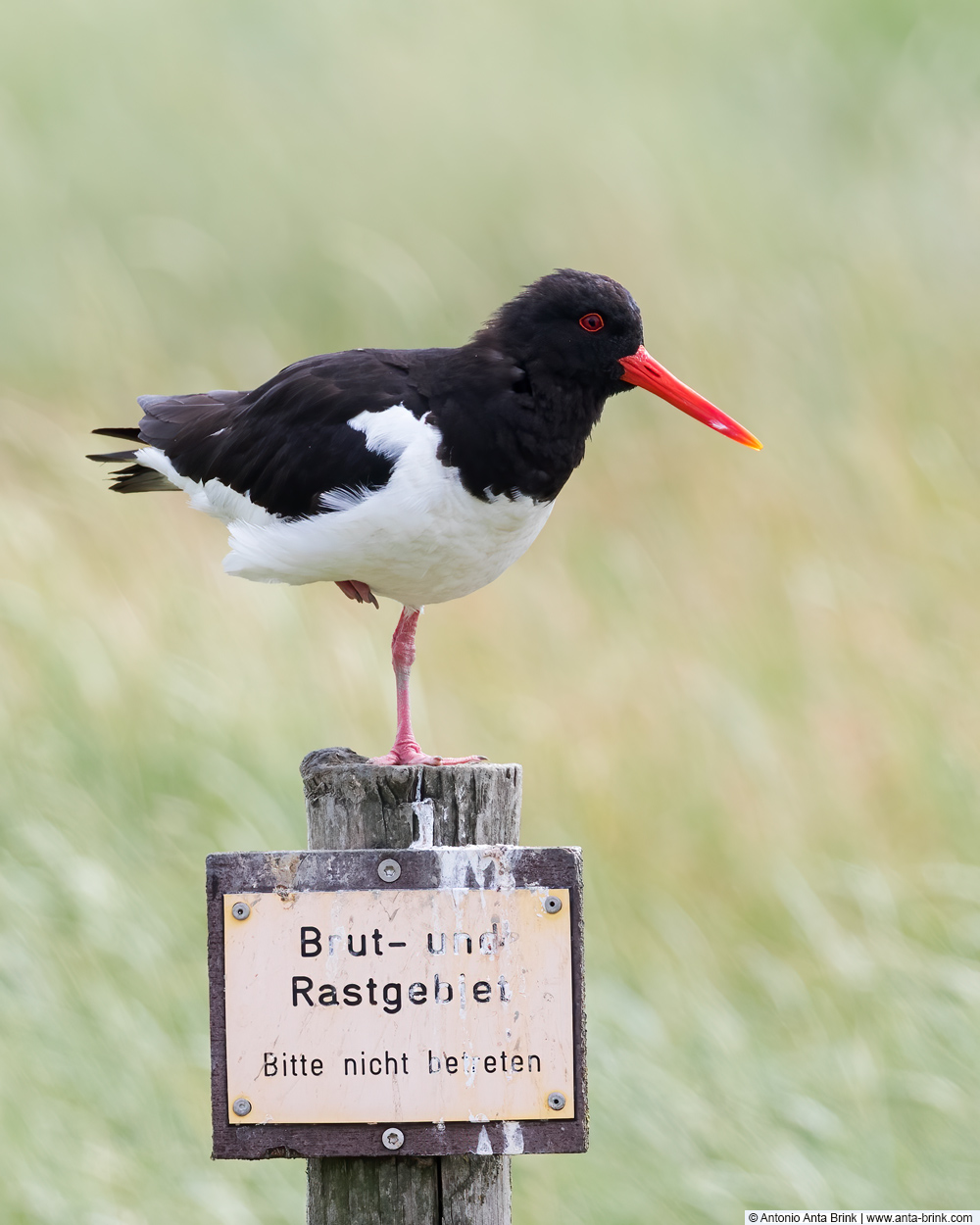 Eurasian oystercatcher, Haematopus ostralegus, Austernfischer 