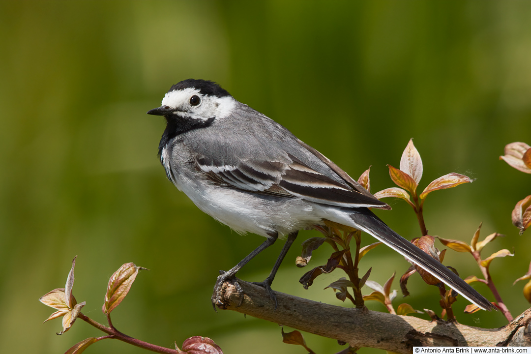 White Wagtail, Motacilla alba, Bachstelze