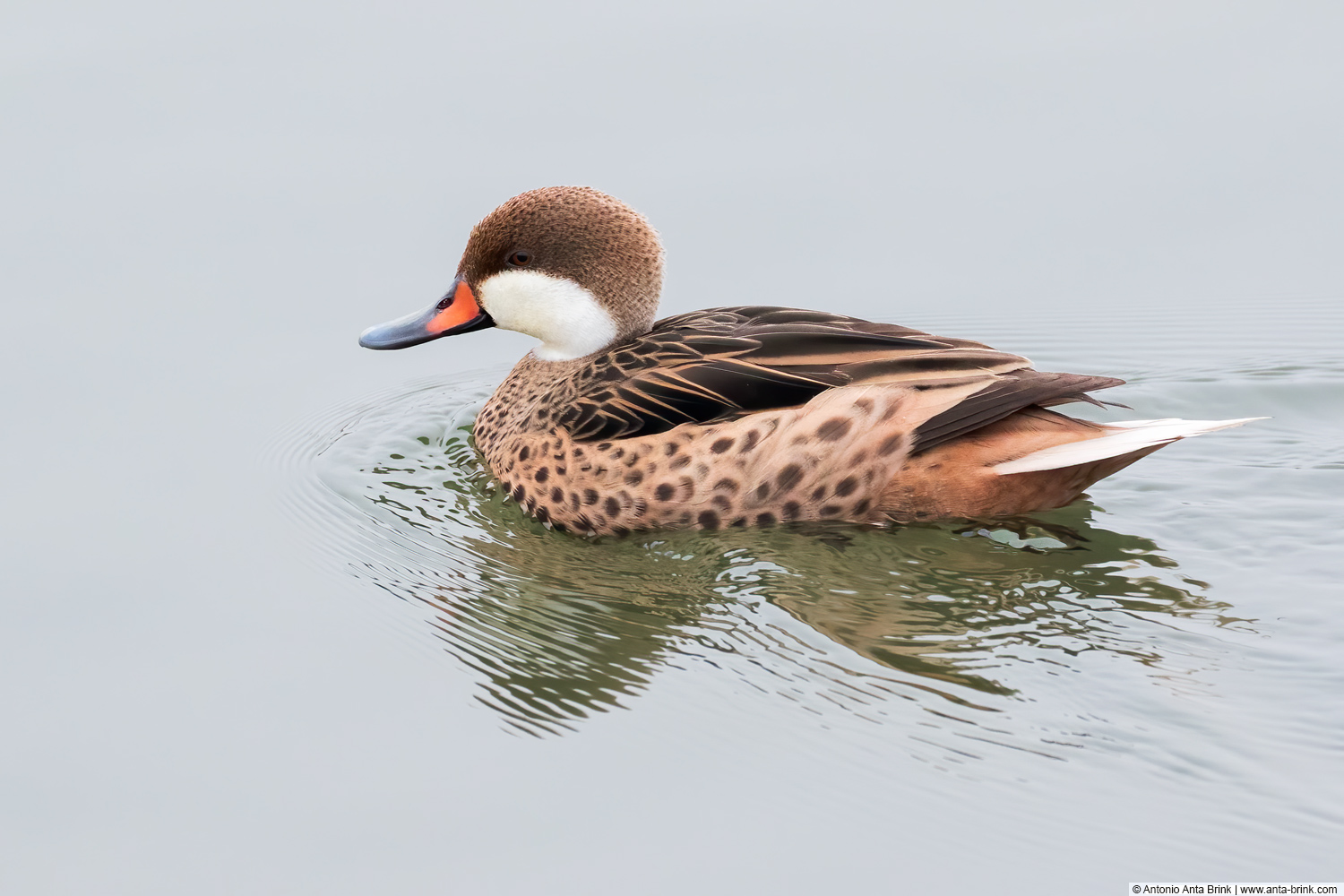 White-cheeked pintail. Anas bahamensis, Bahamaente 