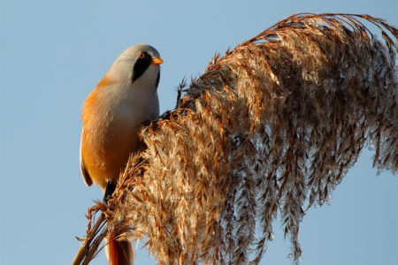 Bearded reedling