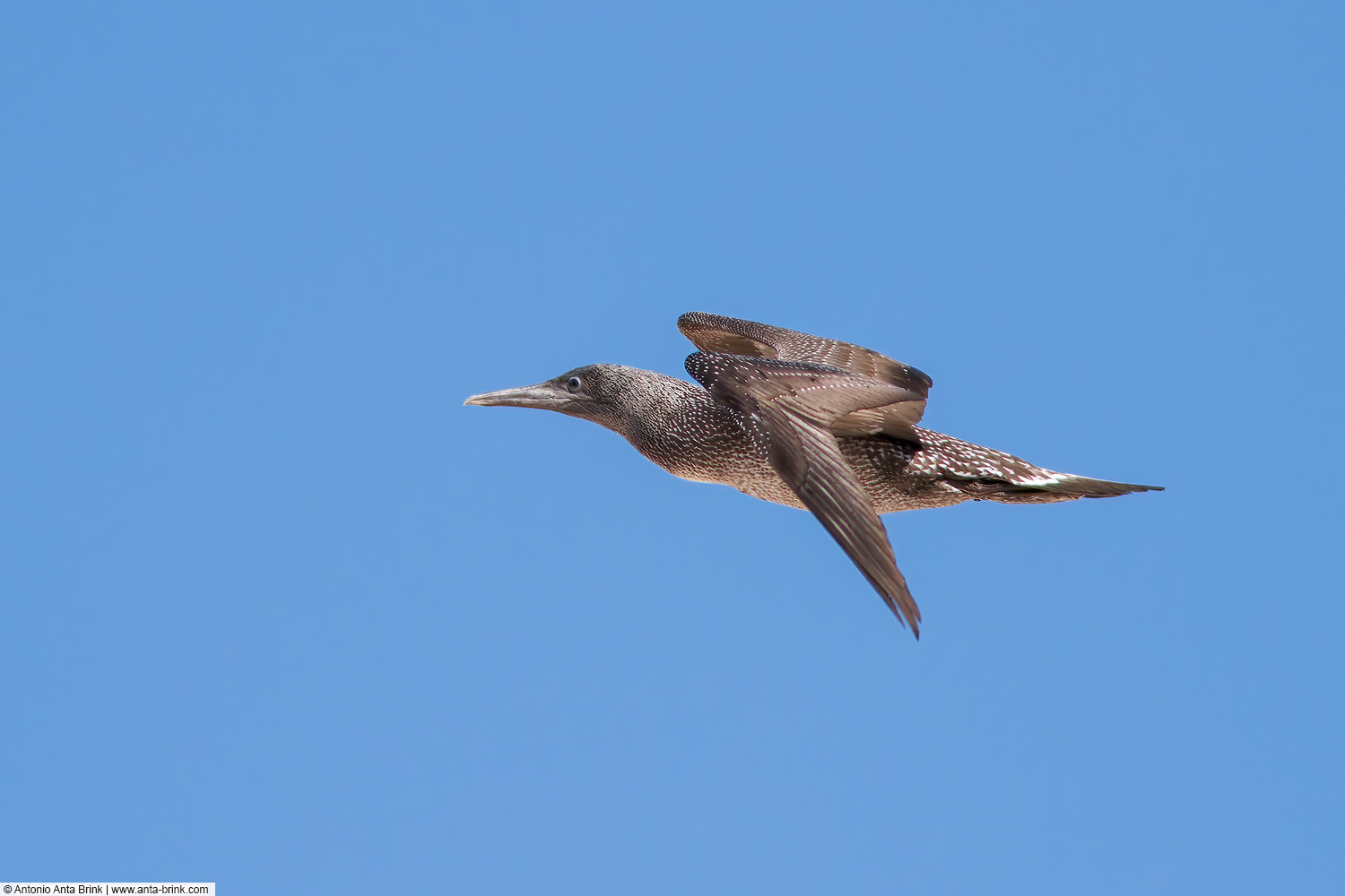 Northern gannet, Morus bassanus, Basstölpel