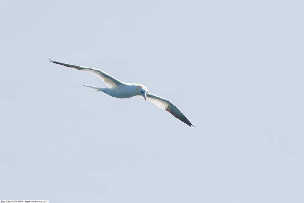 Northern gannet, Morus bassanus, Basstölpel