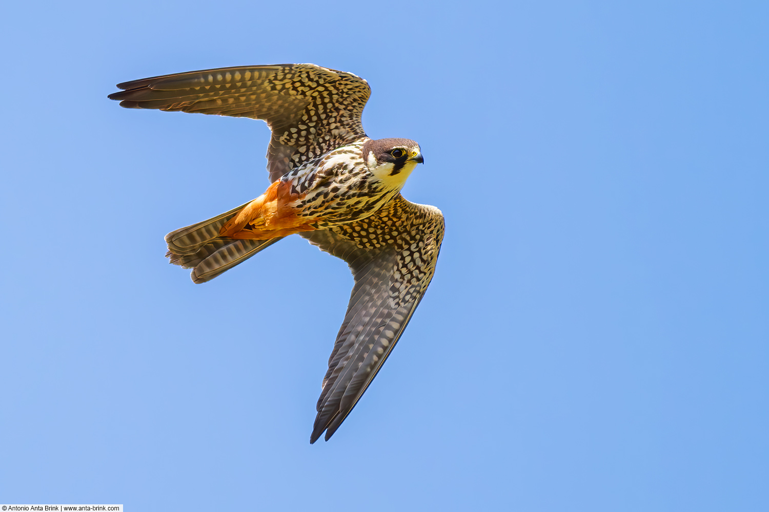 Eurasian hobby, Falco subbuteo, Baumfalke