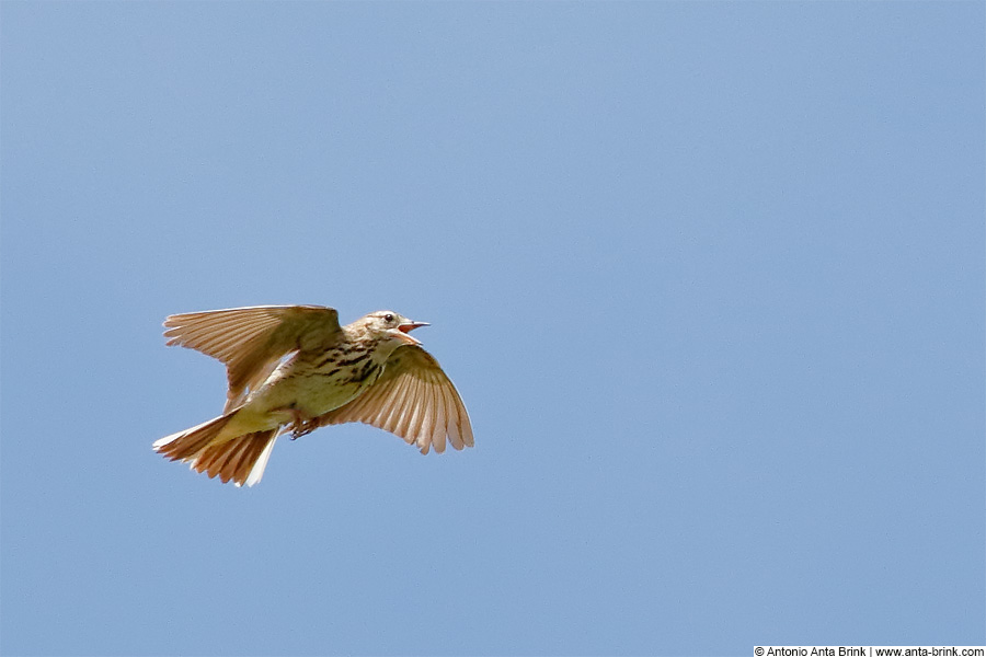 Tree pipit, Anthus trivialis, Baumpieper