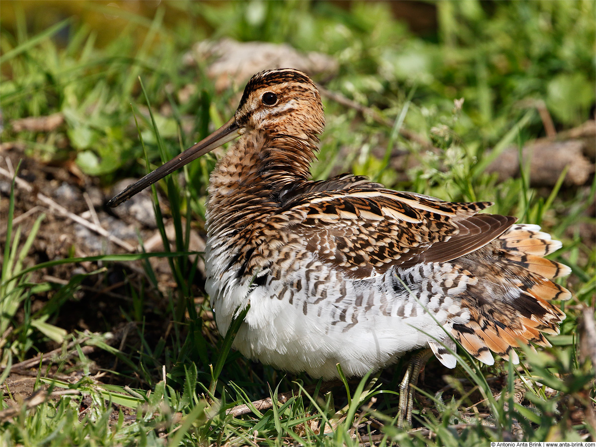 Common snipe, Gallinago gallinago, Bekassine