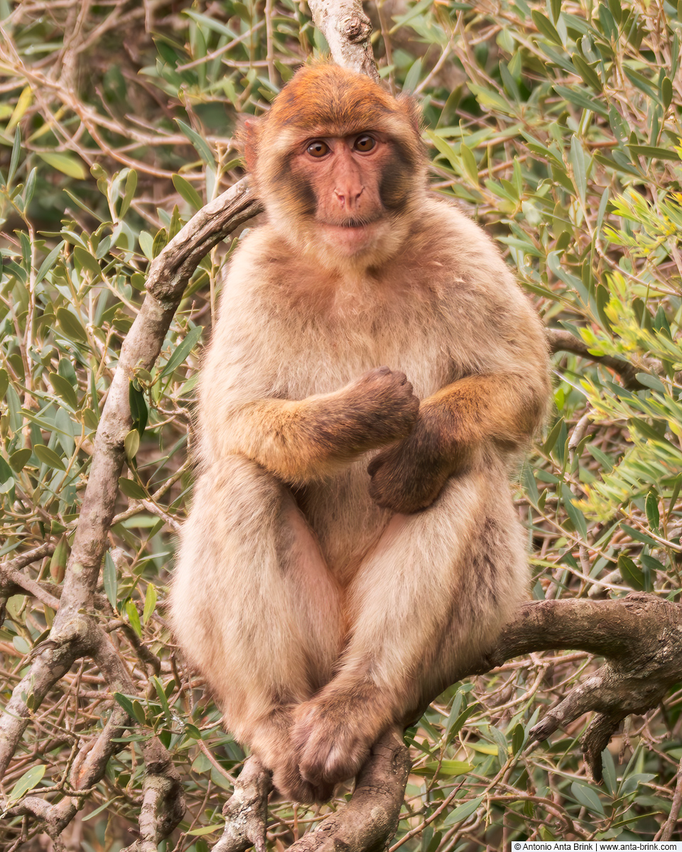 Barbary macaque, Macaca sylvanus, Berberaffe