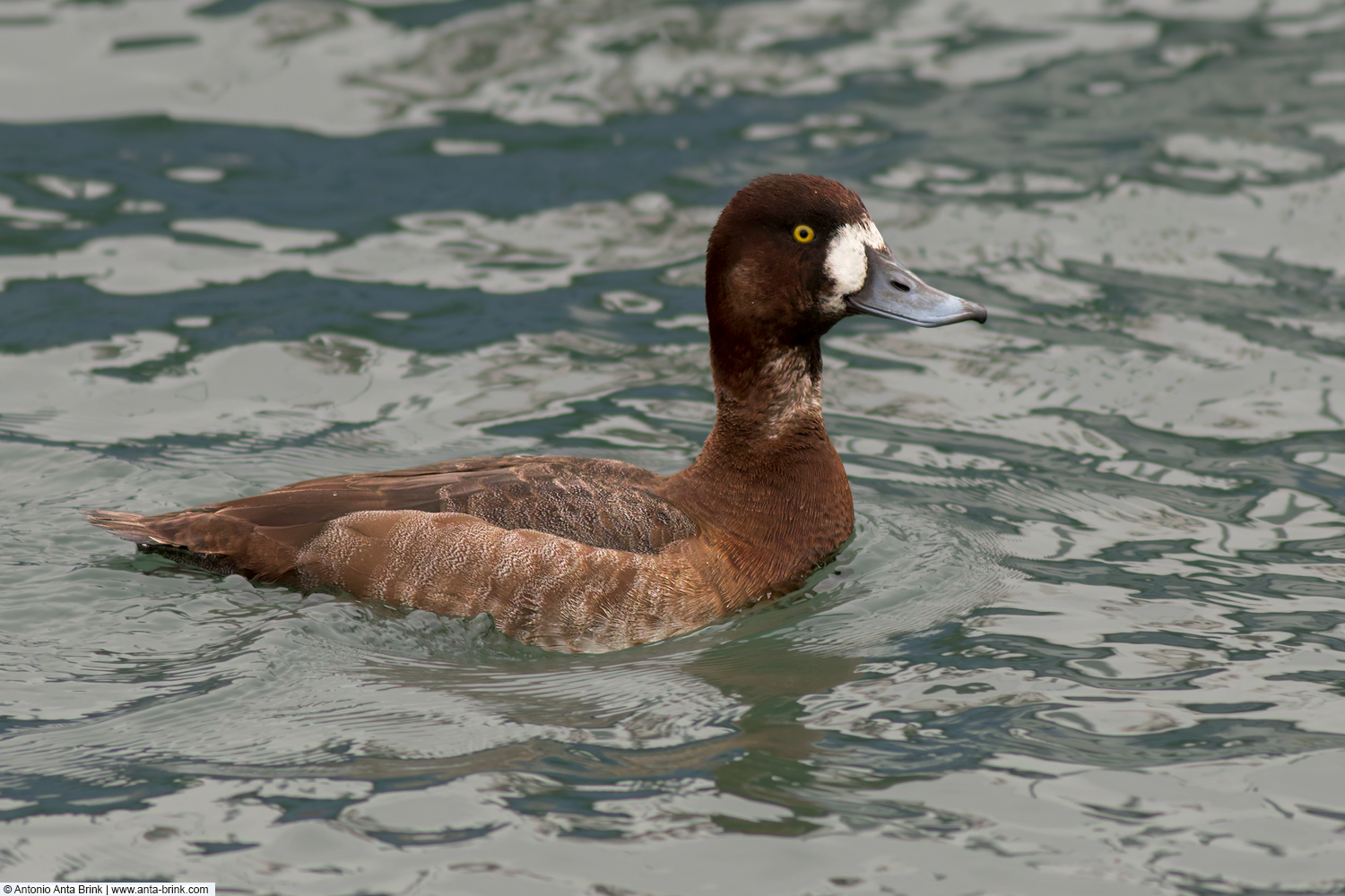 Greater scaup, Aythya marila, Bergente 