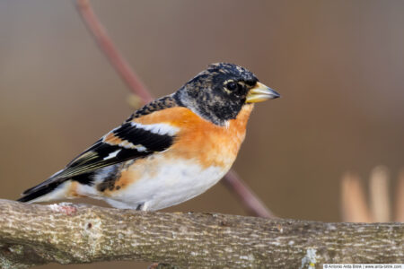 Brambling