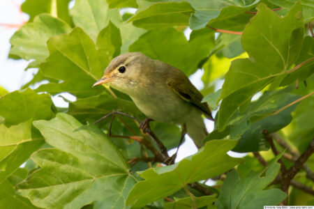 Western Bonelli’s warbler