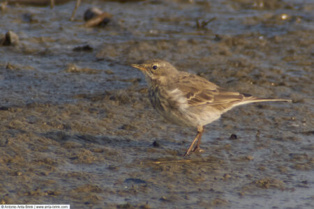 Water pipit