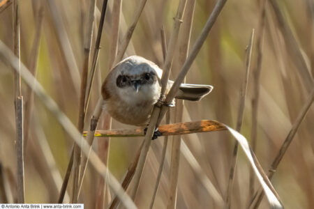 Eurasian penduline-tit