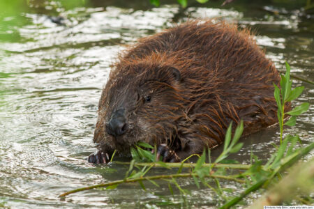 Eurasian beaver