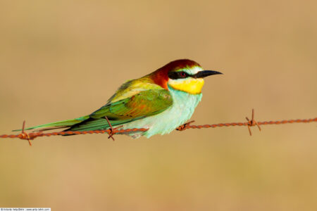 European bee-eater