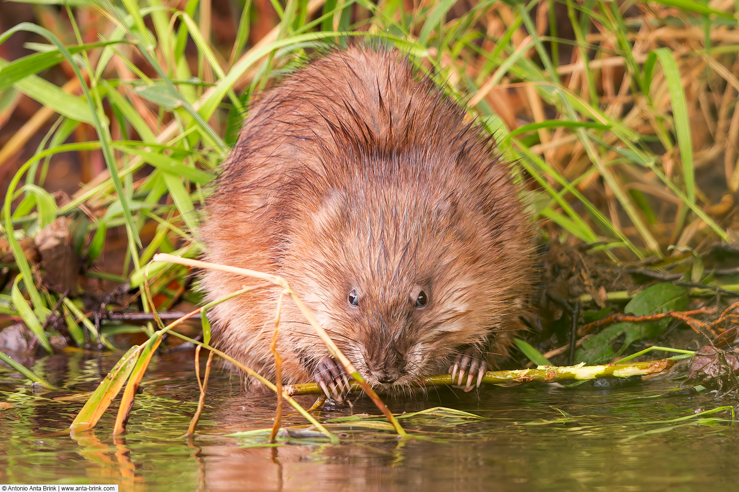 Muskrat, Ondatra zibethicus, Bisamratte