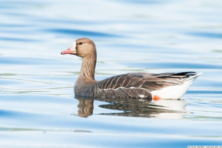 Greater white-fronted goose