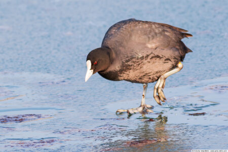 Eurasian coot