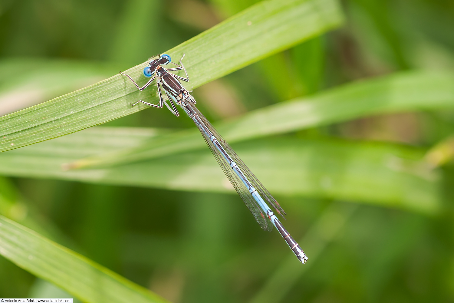 White-legged damselfly, Platycnemis pennipes, Blaue Federlibelle