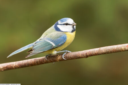 Eurasian blue tit