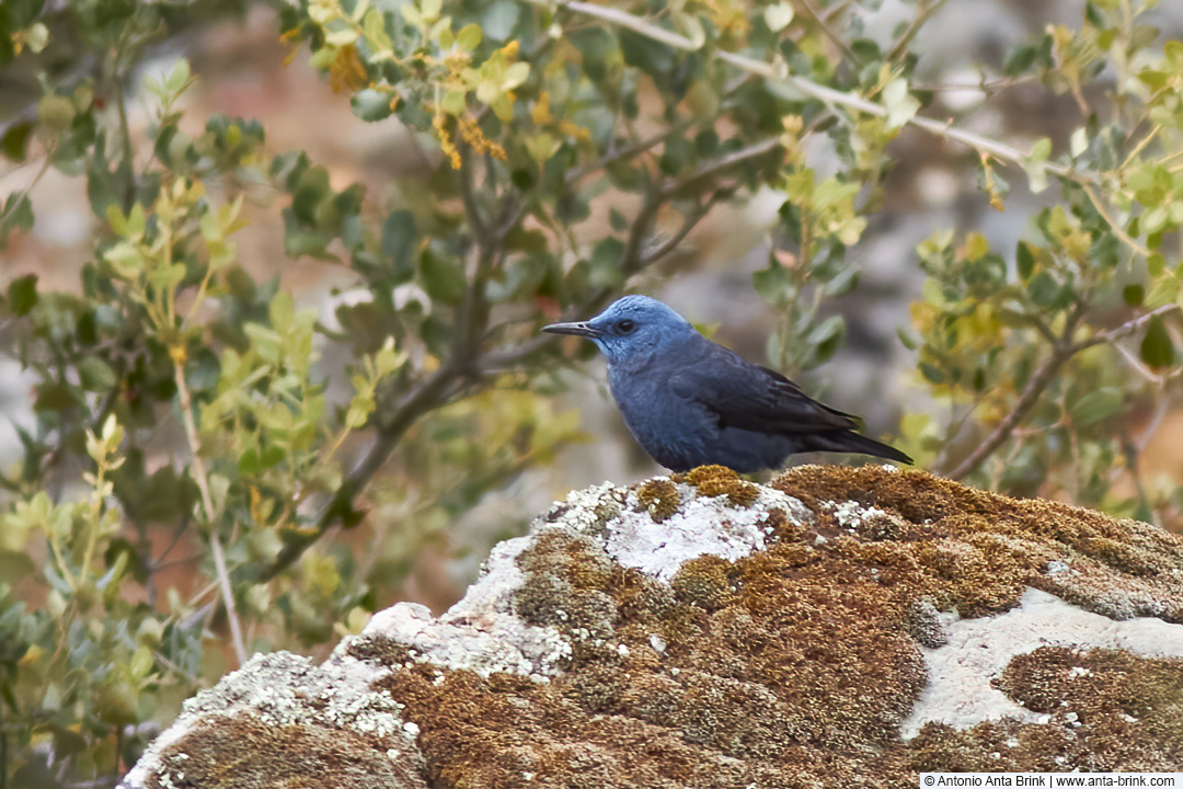 Blue rock-thrush, Monticola solitarius, Blaumerle