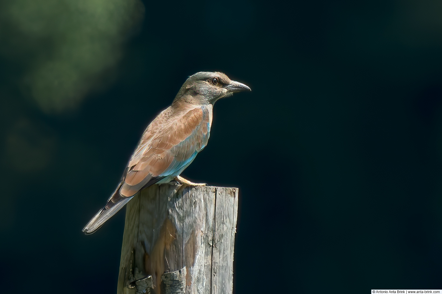 European roller, Coracias garrulus, Blauracke