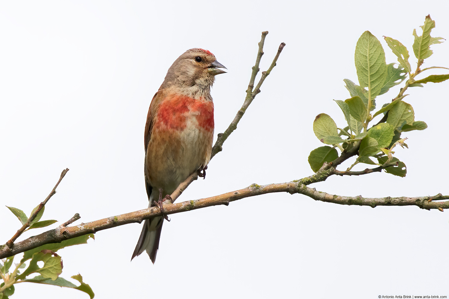 Common linnet, Linaria cannabina, Bluthänfling