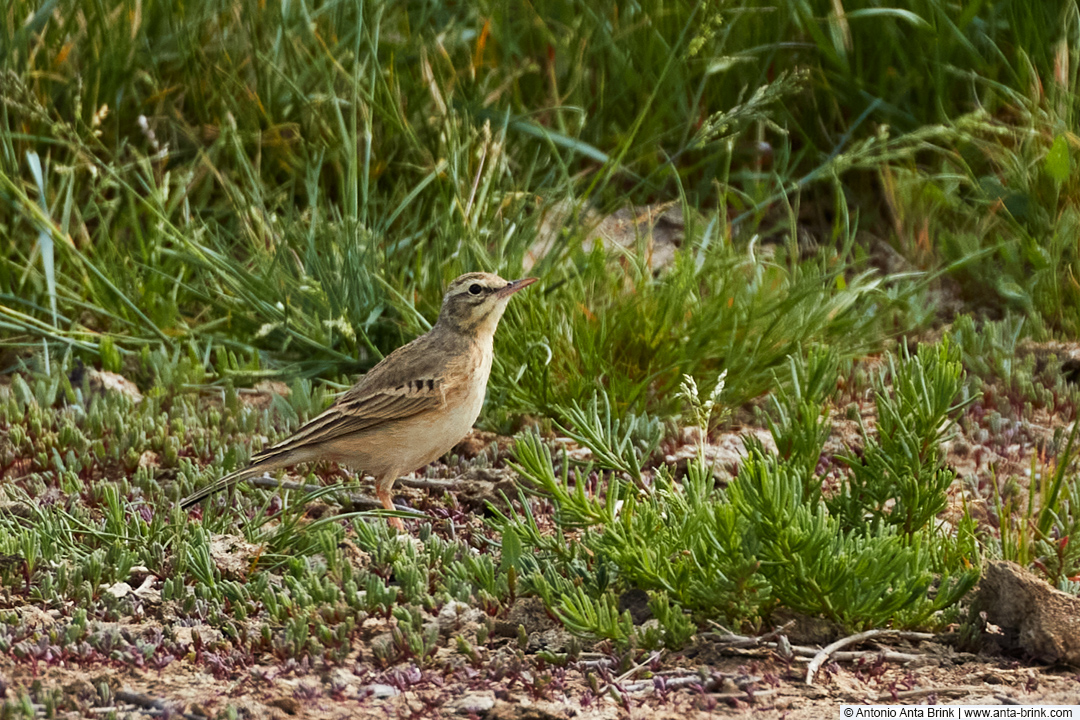 Tawny pipit, Brachpieper, Anthus campestris