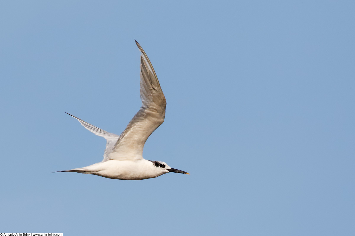 Sandwich tern, Thalasseus sandvicensis, Brandseeschwalbe 