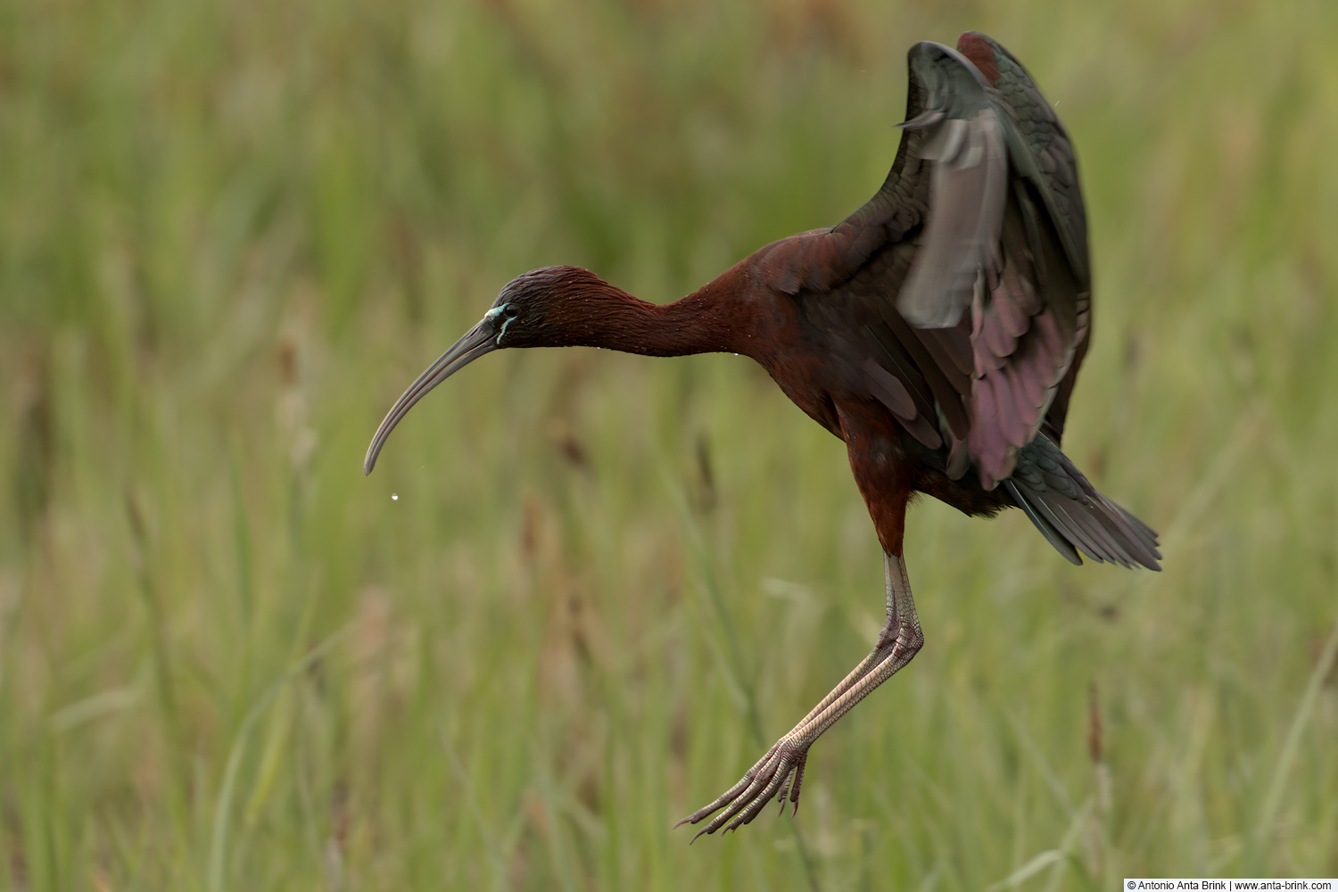 Glossy ibis, Plegadis falcinellus, Brauner Sichler