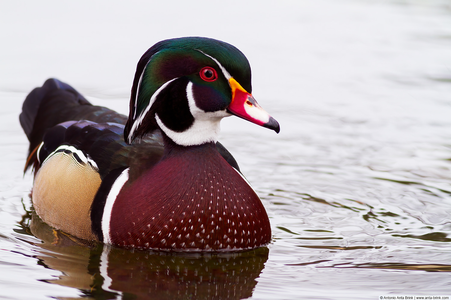 Wood duck, Aix sponsa, Brautente 