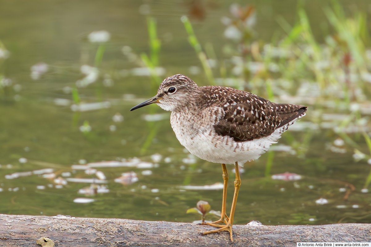 Wood sandpiper, Tringa glareola, Bruchwasserläufer 