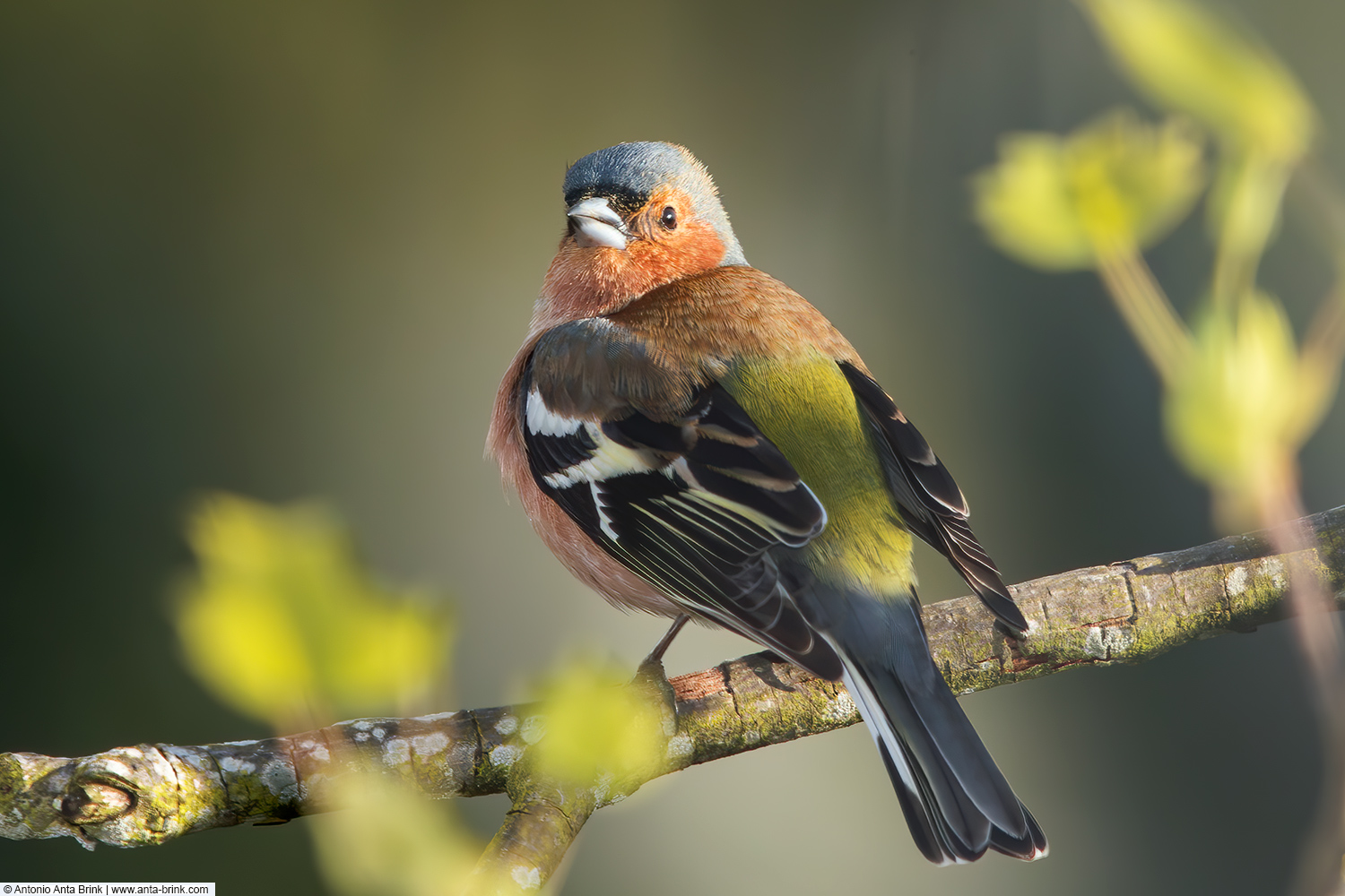 Eurasian chaffinch, Fringilla coelebs, Buchfink