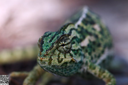 Common chameleon