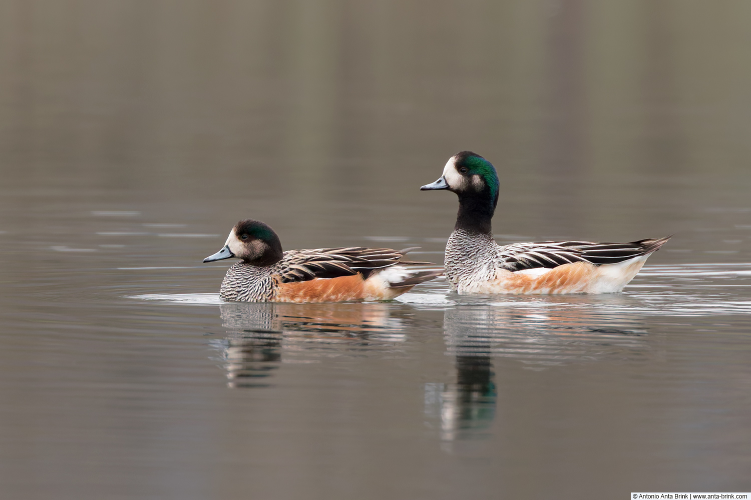 Chiloé wigeon, Mareca sibilatrix, Chilepfeifente 