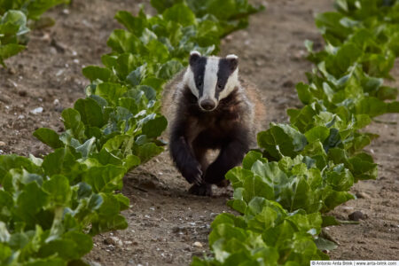 European badger