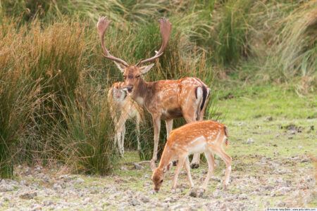 European fallow deer