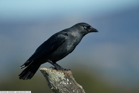 Western jackdaw