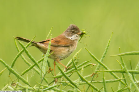 Common whitethroat