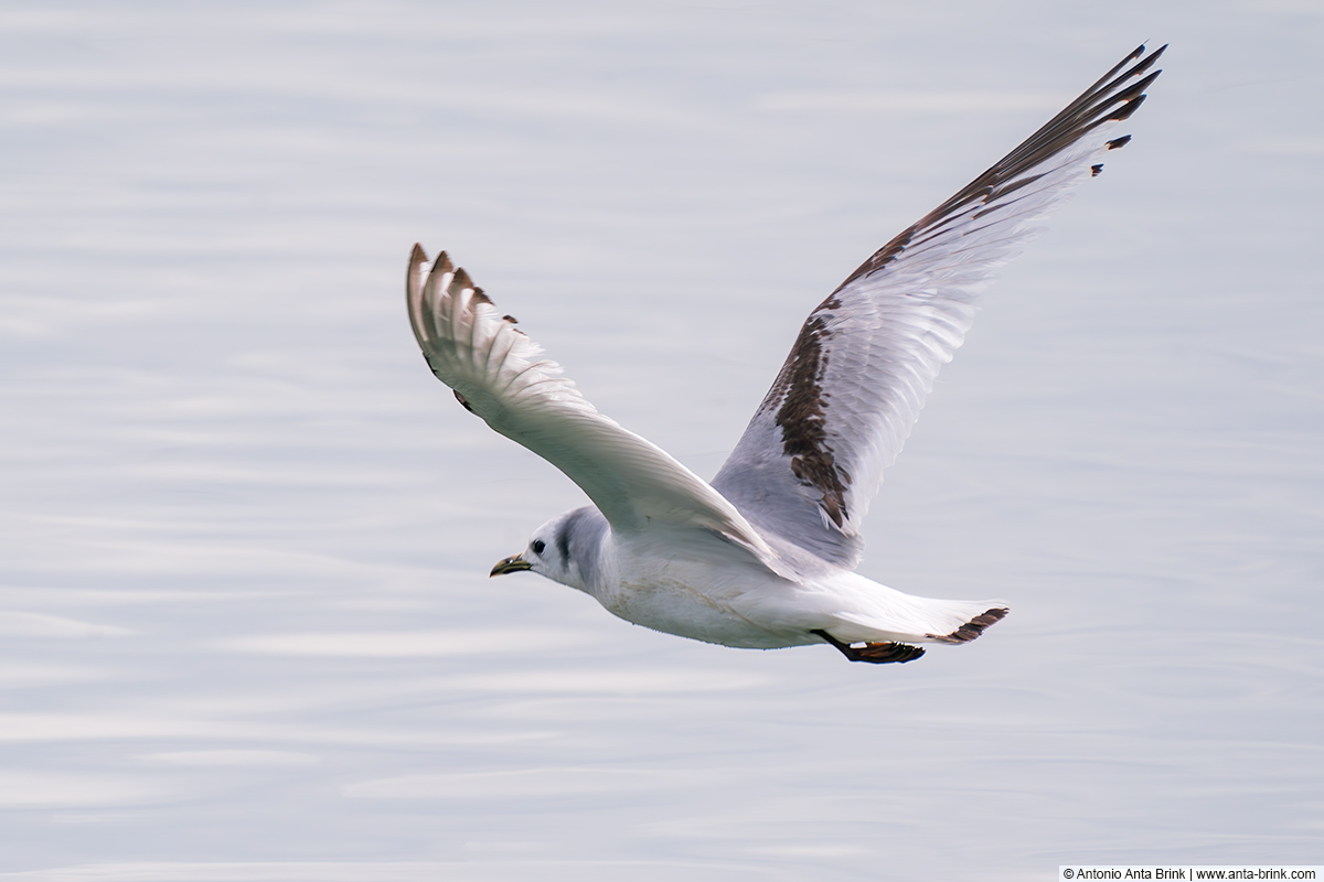 Black-legged kittiwake, Rissa tridactyla, Dreizehenmöwe