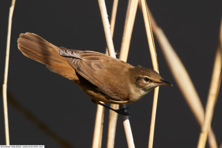 Great reed warbler