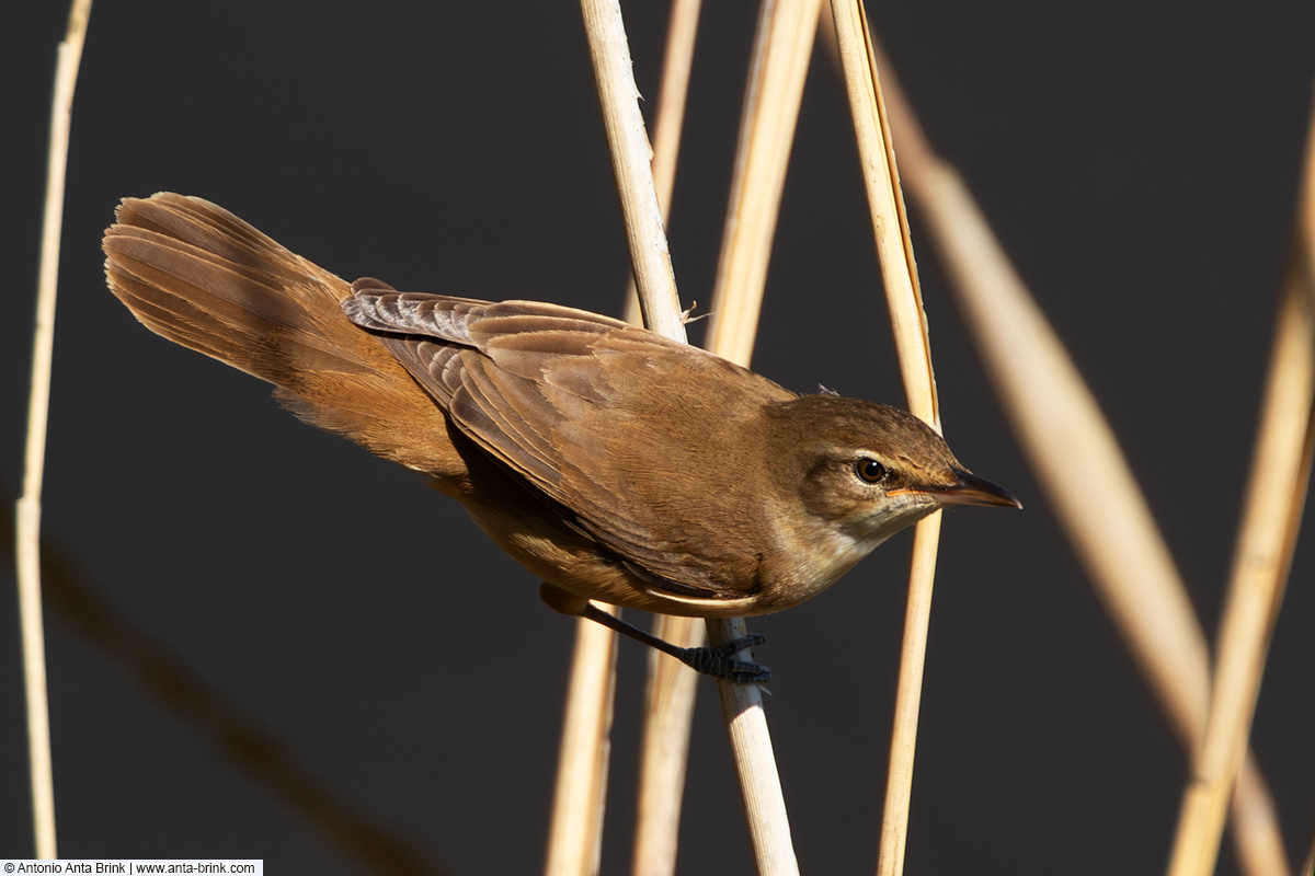 Great reed warbler, Acrocephalus arundinaceus, Drosselrohrsänger