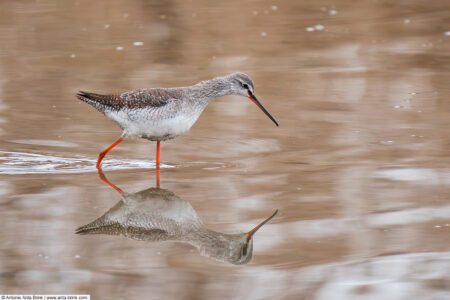 Spotted Redshank