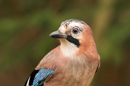 Eurasian jay