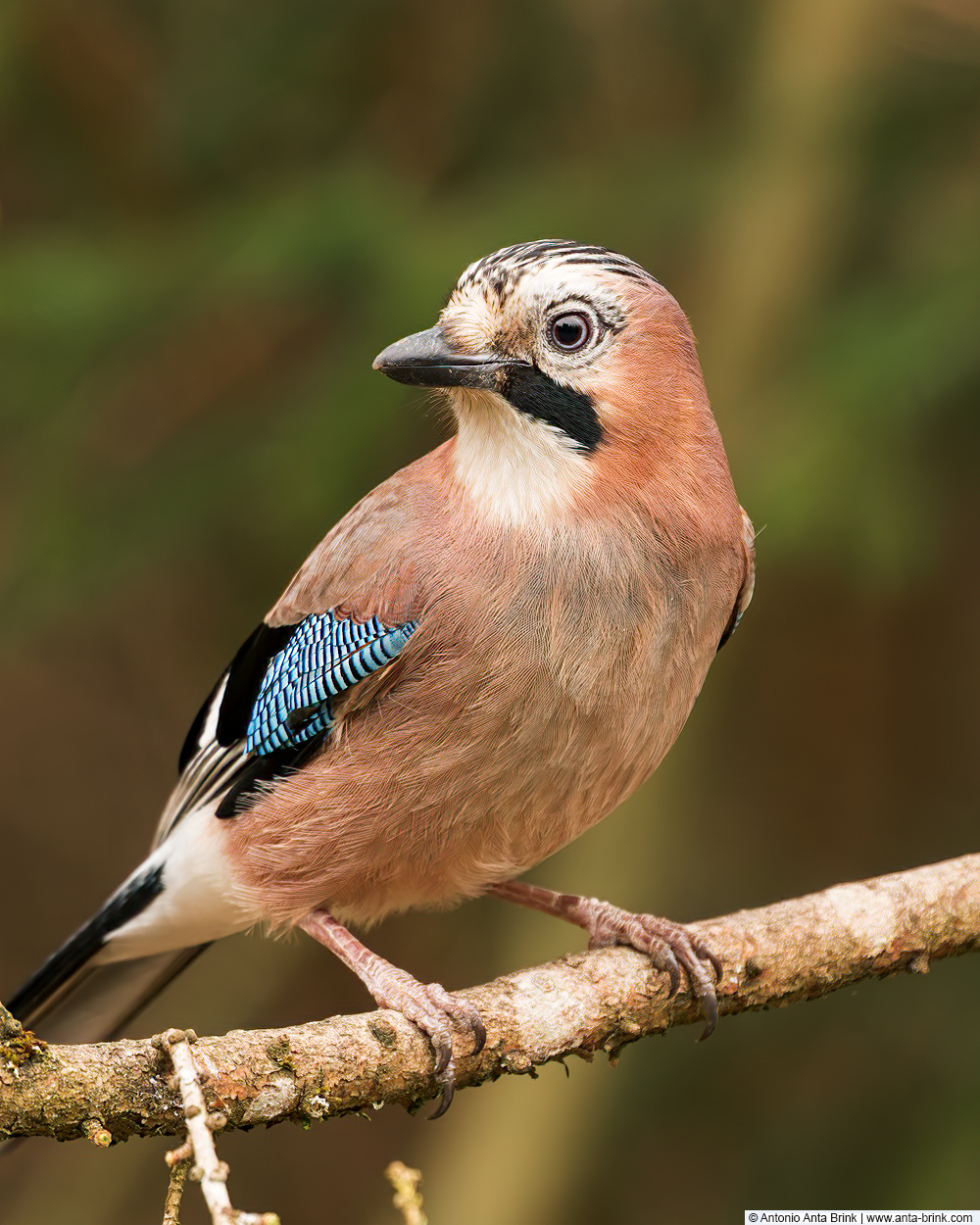 Eurasian jay, Garrulus glandarius, Eichelhäher