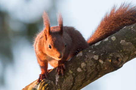 Red squirrel